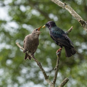 Redwell   27 05 2020   D500   Les 290.jpg